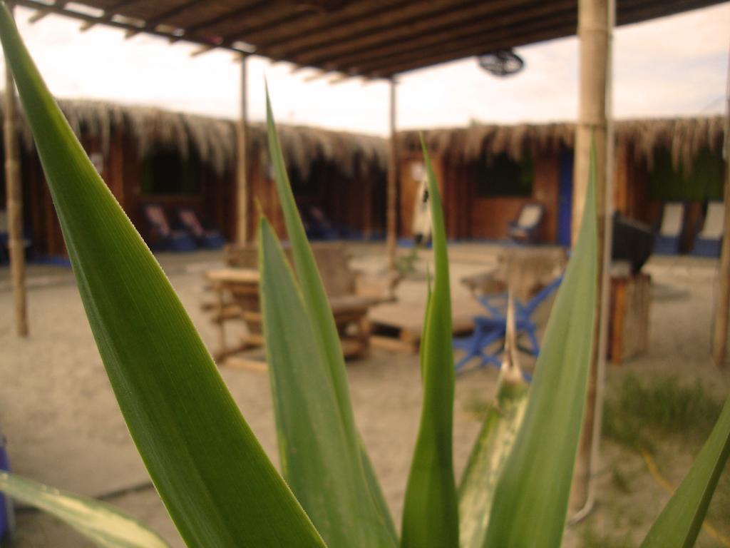 Psygon Surf Camp Hostel Máncora Exterior foto
